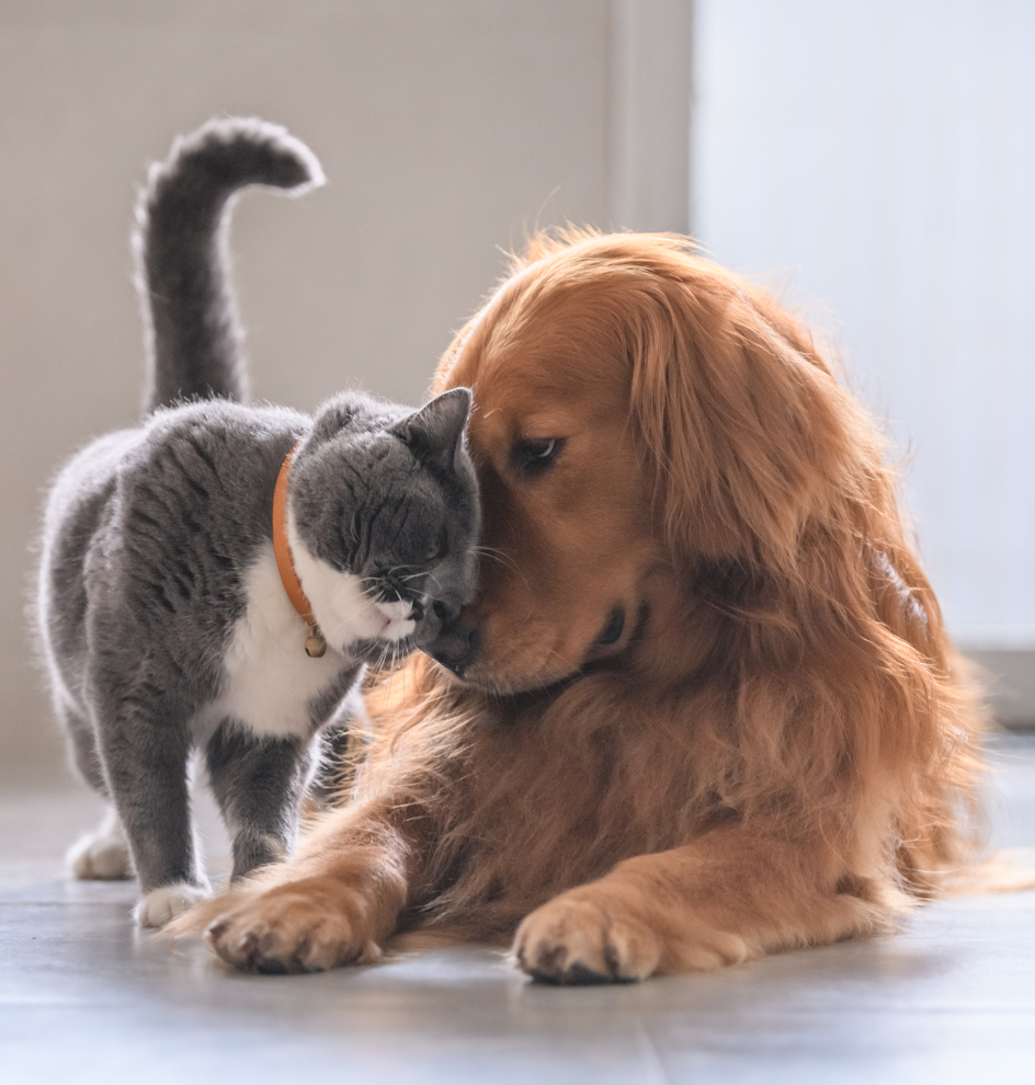 vet services